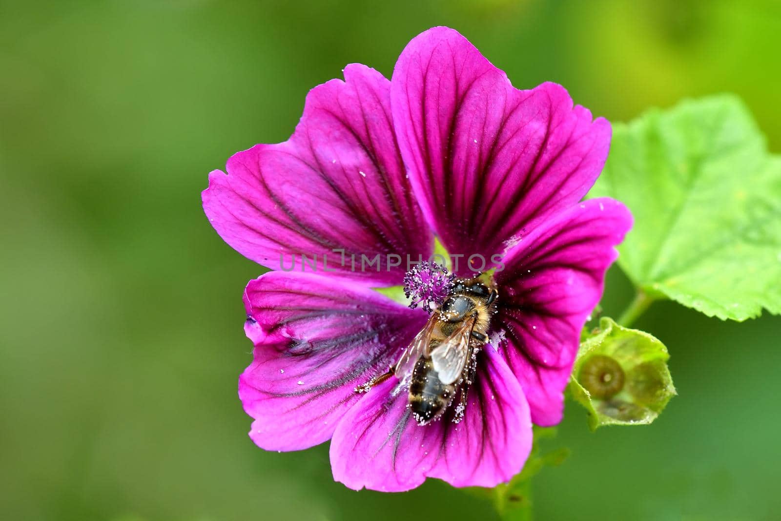 mallow, medicinal plant flower and bee