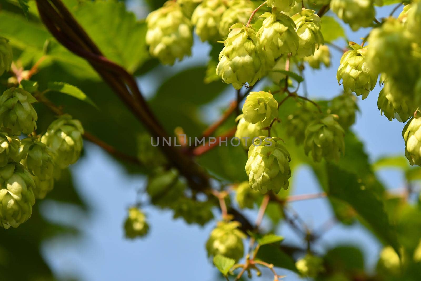 hops with ripe cones in summer by Jochen