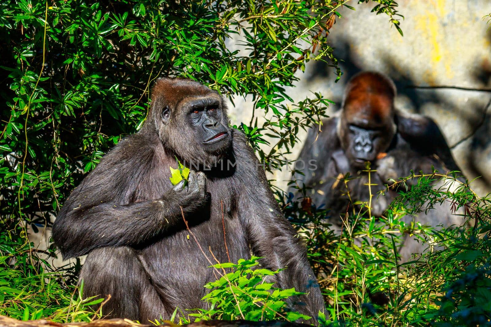 Two western lowland Gorillas hanging out in the open area.