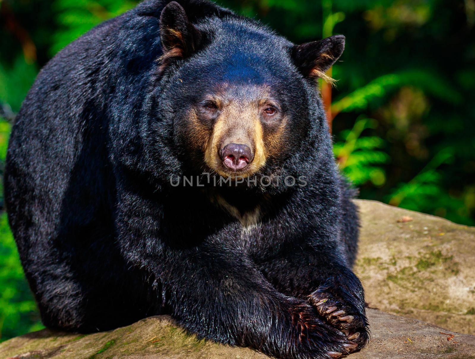 American Black Bear by gepeng