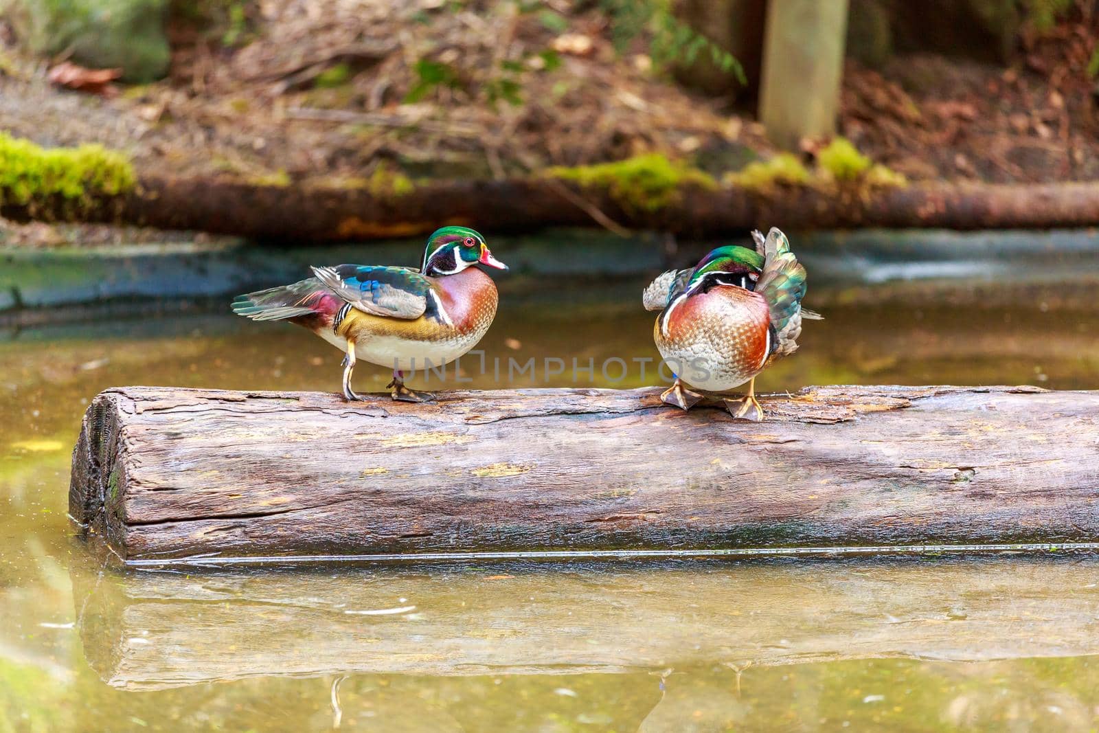 Pair of wood ducks perching on a floating log.