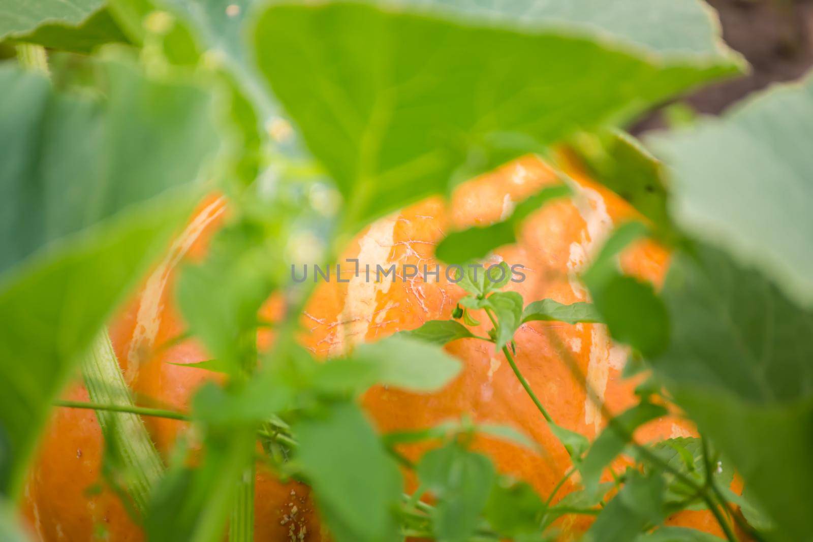 A large orange pumpkin in green foliage in a garden bed. Harvesting autumn vegetables. Healthy food concept, vegetarian diet of raw food. Non-GMO organic food. Background, backdrop, splash, postcard.