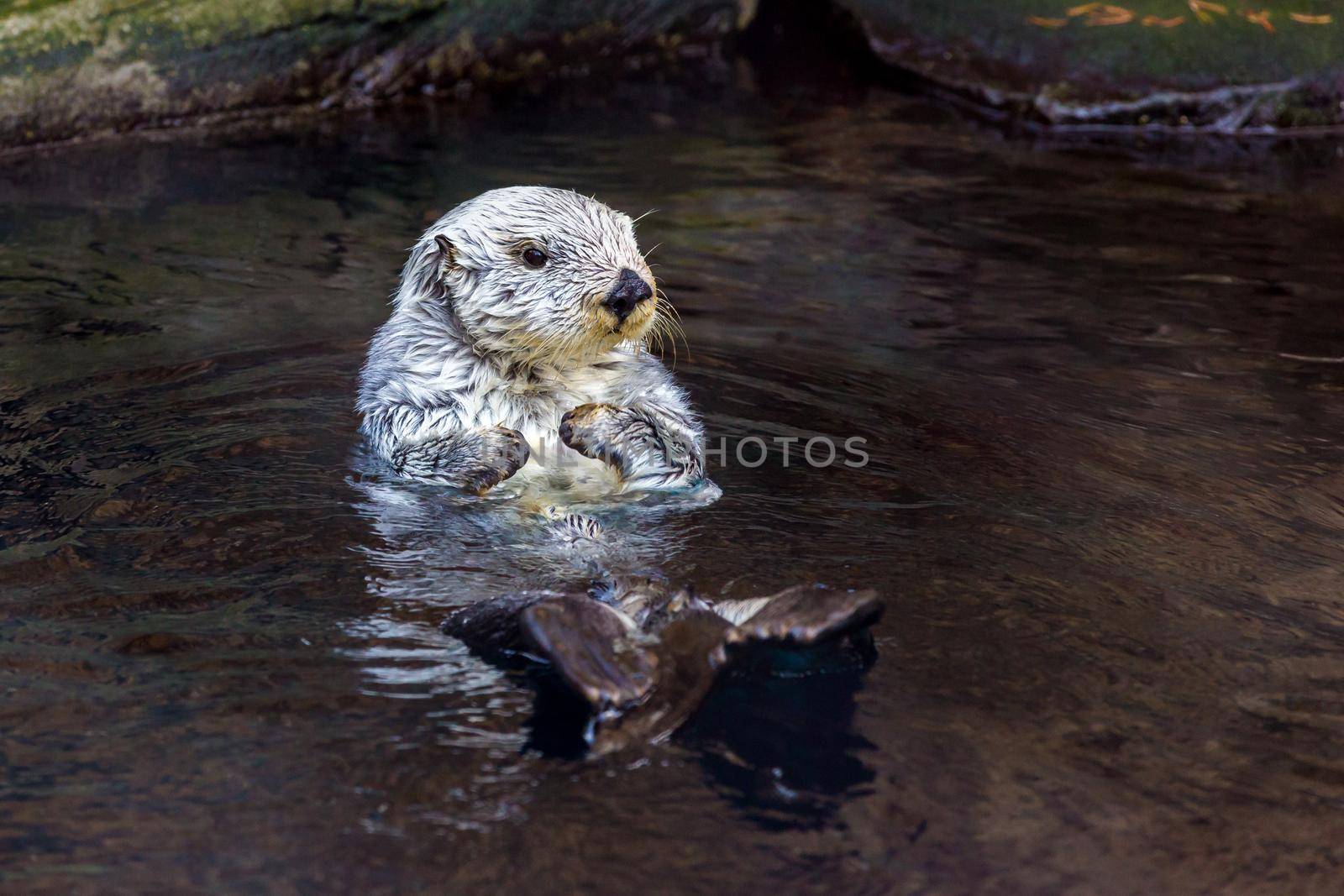 Sea Otter by gepeng