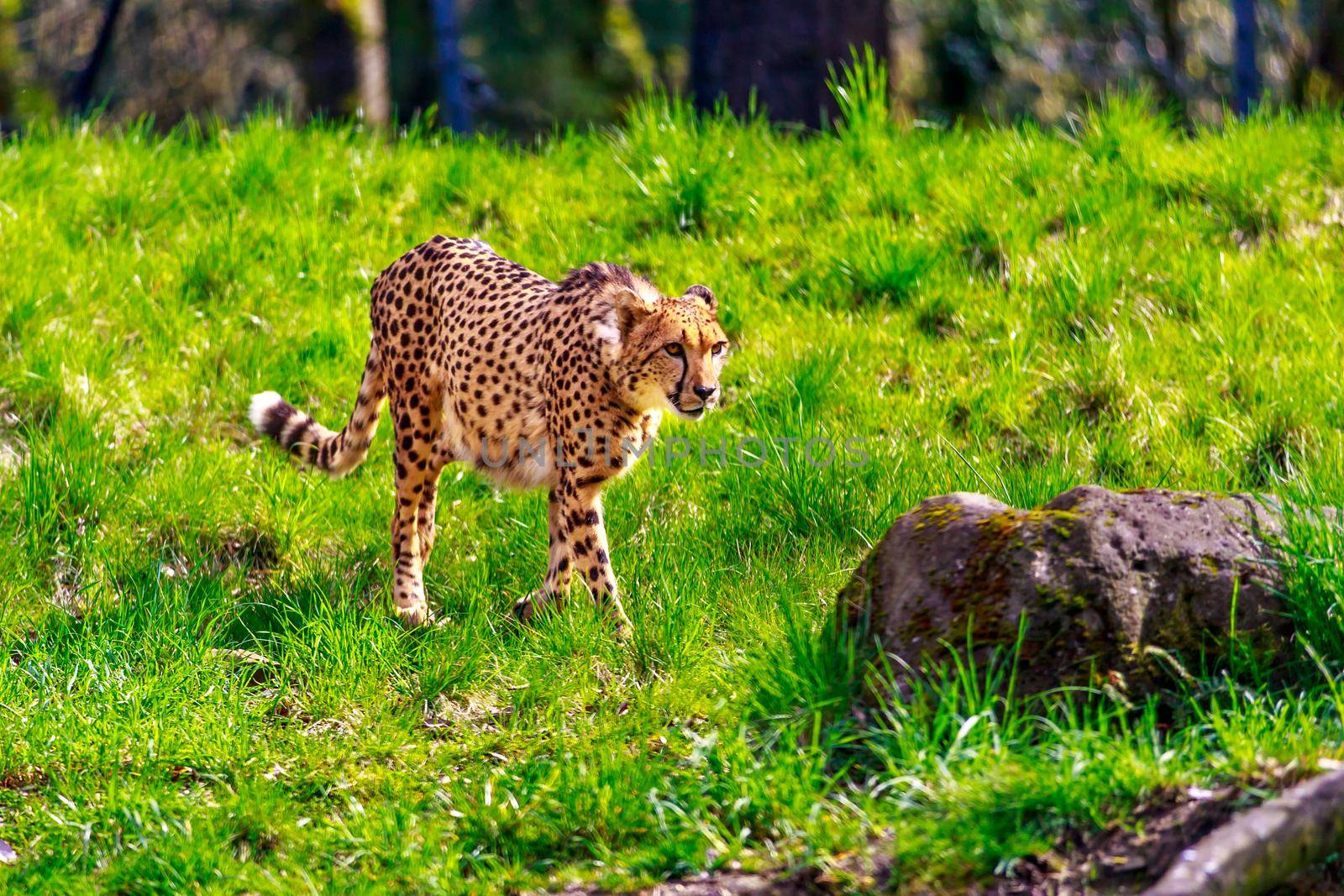 Serengeti cheetah strolls across the meadow, under the sun.