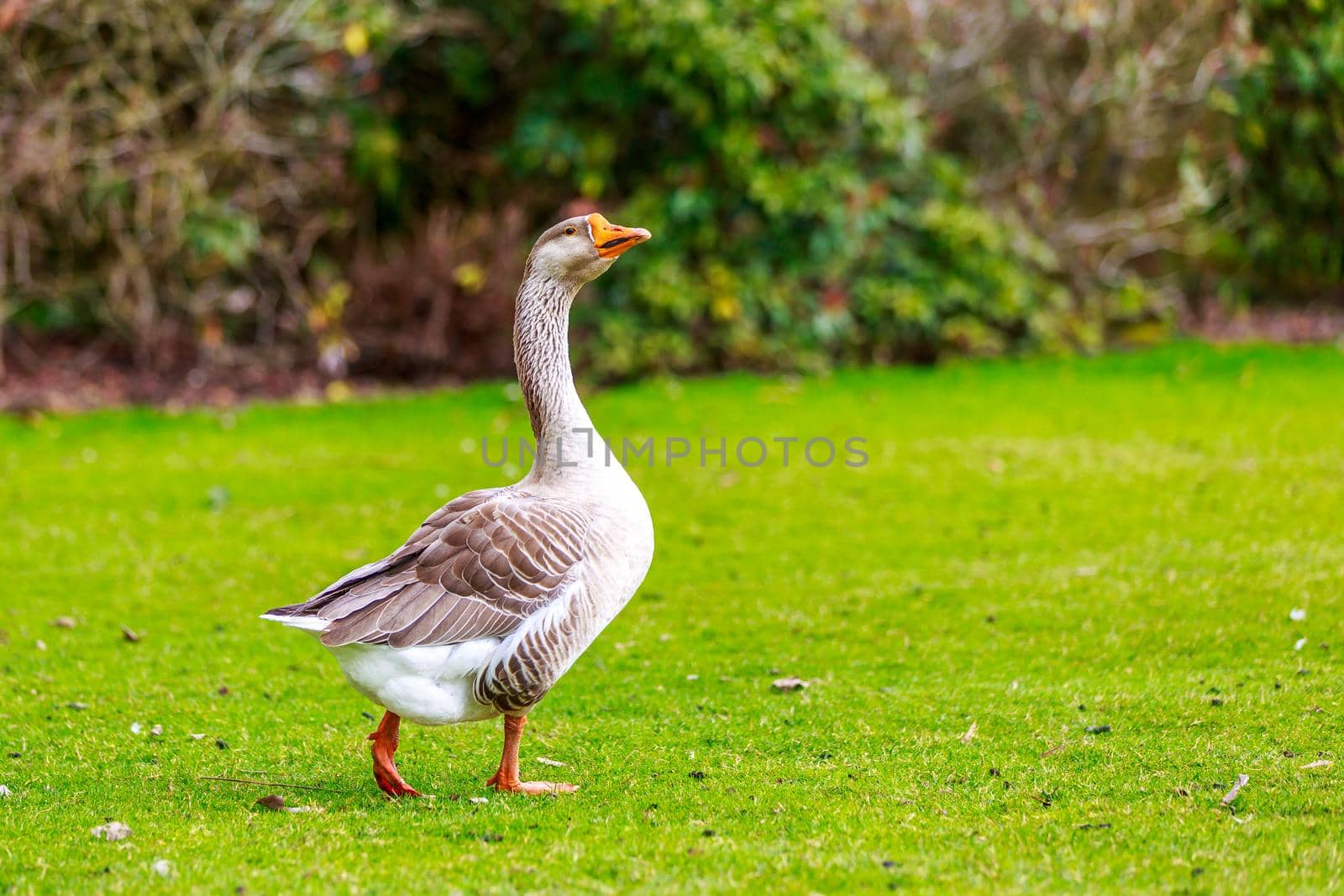 Emden Goose stroll across the meadow, with head held up high.