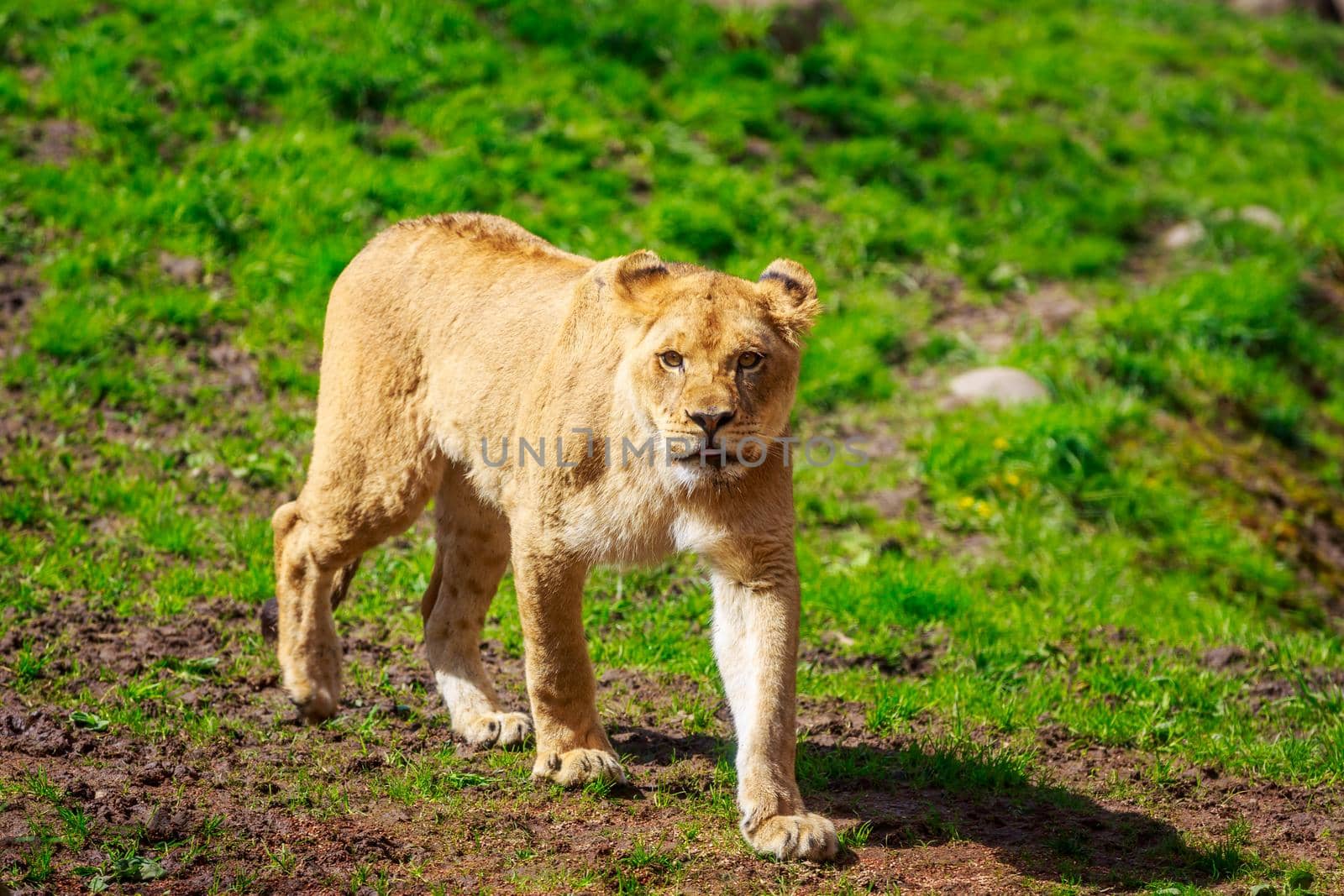 A lioness walking cautiously towards the camera.