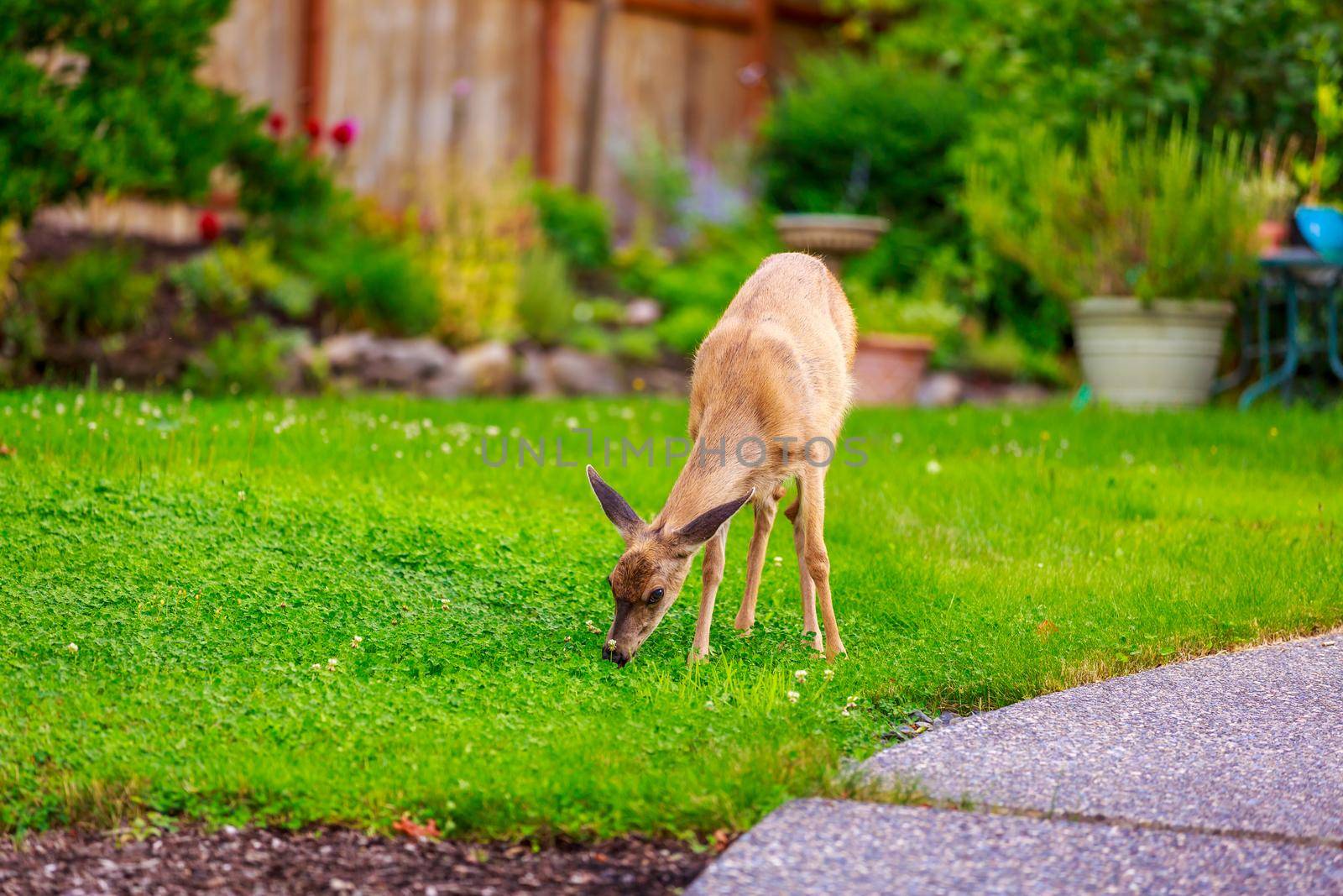 Wild mule deer strides in suburban backyard, grazing on the lawn.