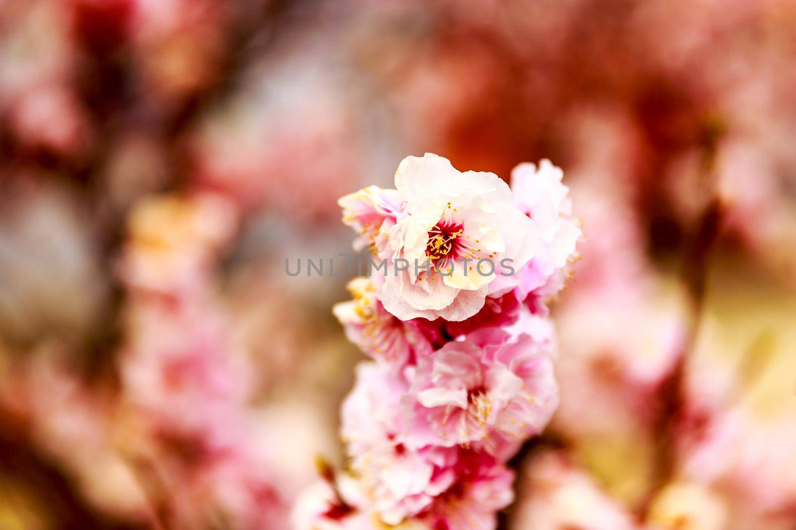 Plum flowers in blossom, Beijing Botanic Garden.