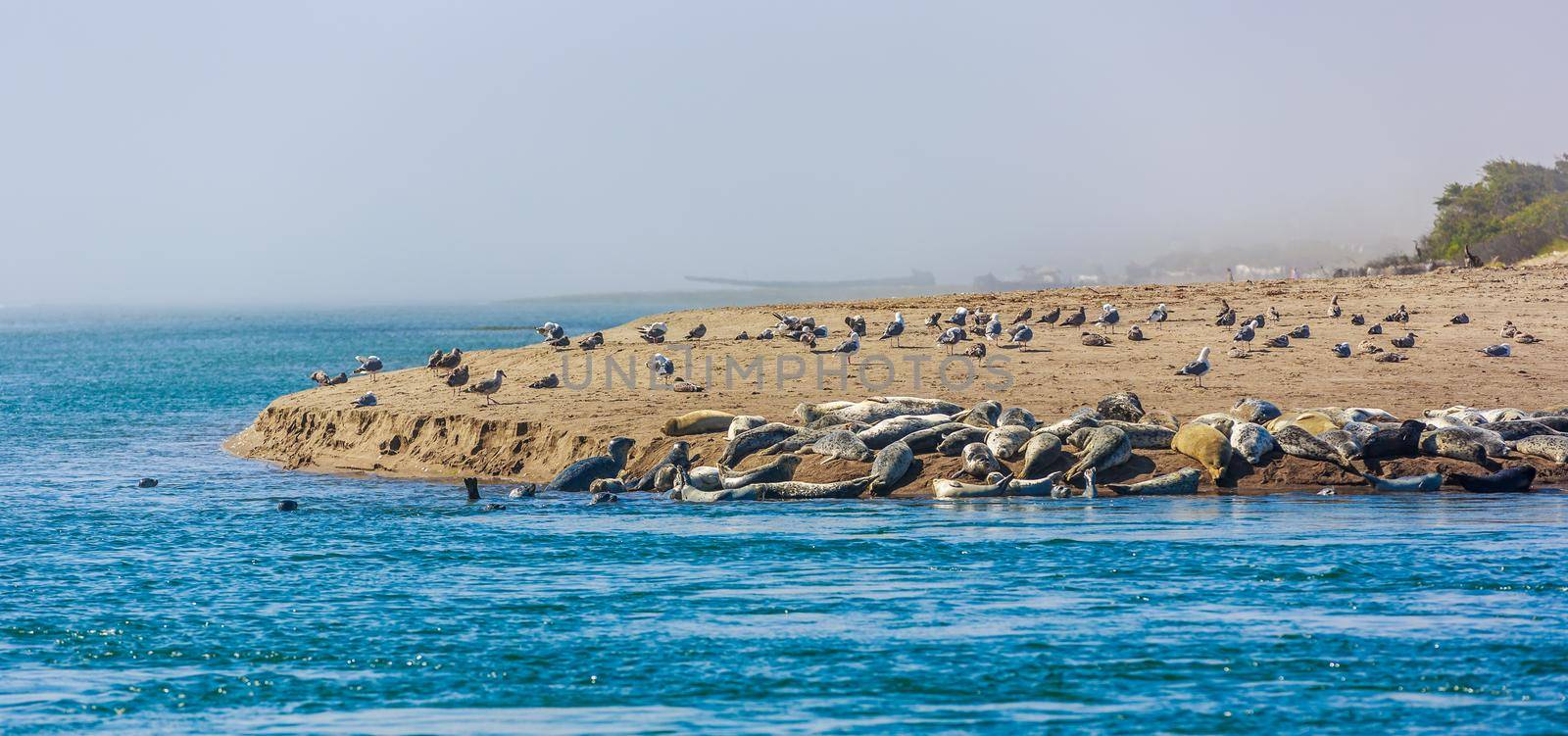 Harbor Seals in a huddle on the coast of Pacific ocean.