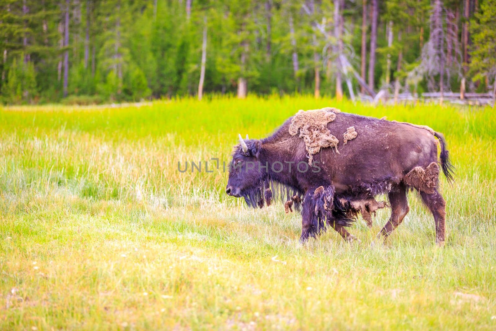American Bison by gepeng