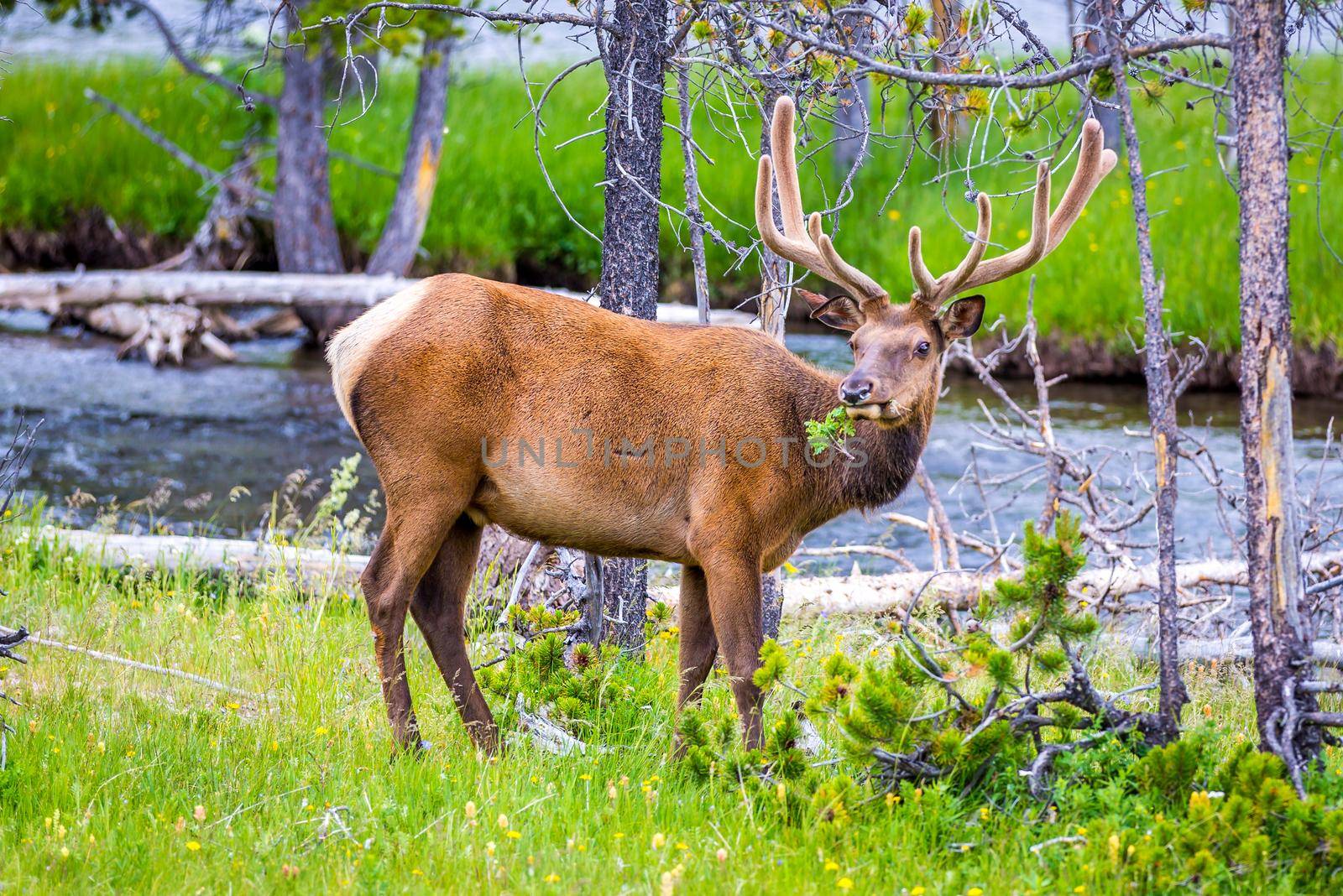 Elk in Yellowstone by gepeng