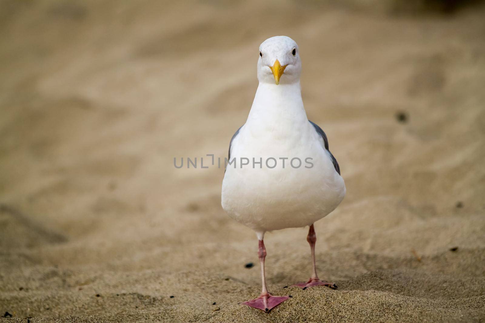 Curious Seagull by gepeng
