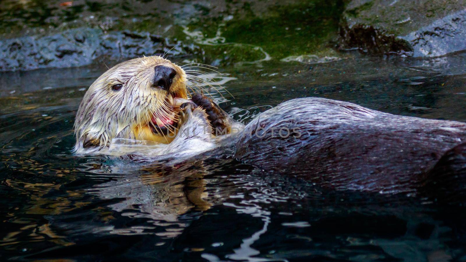 A Sea Otter feeding on small chunk of food in the water.