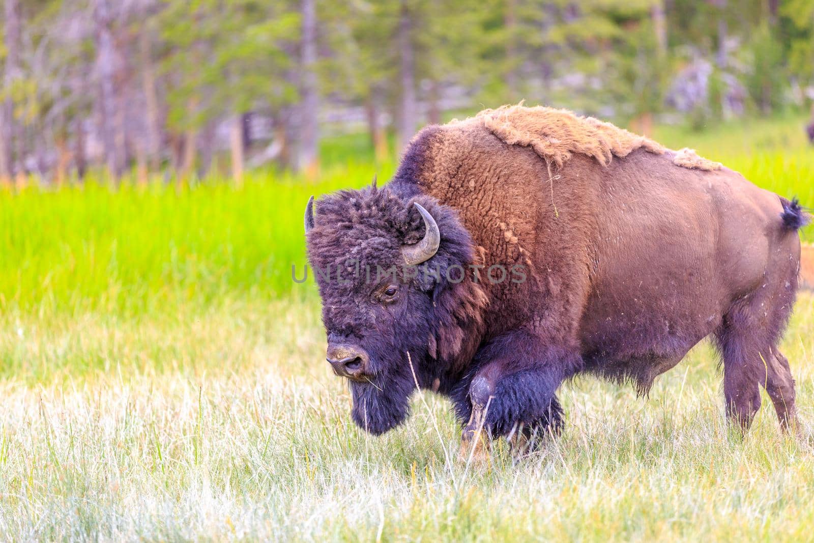 Adult Bison wanders inside Yellowstone National Park