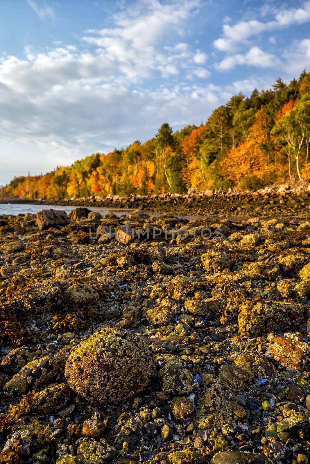 Beautiful fall colors of Acadia National Park in Maine by f11photo
