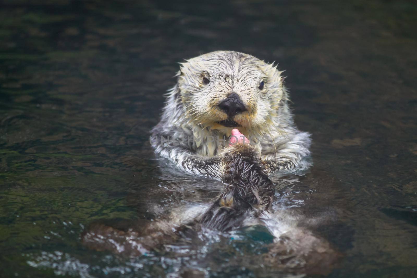 Sea Otter by gepeng