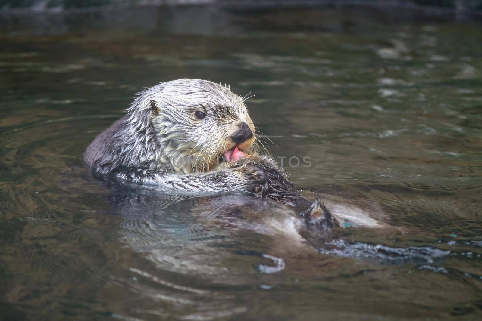 A sea otter enjoys leisure time in water.
