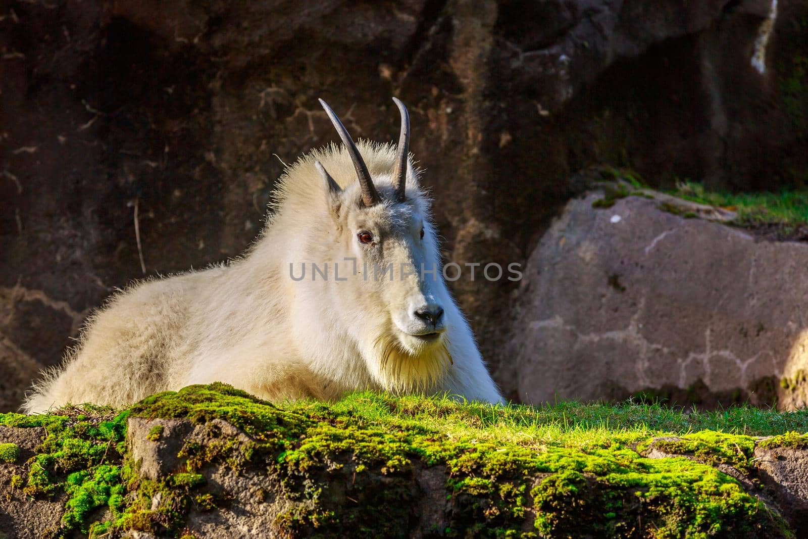 A white mountain goat sitting on the rock, at sunset.