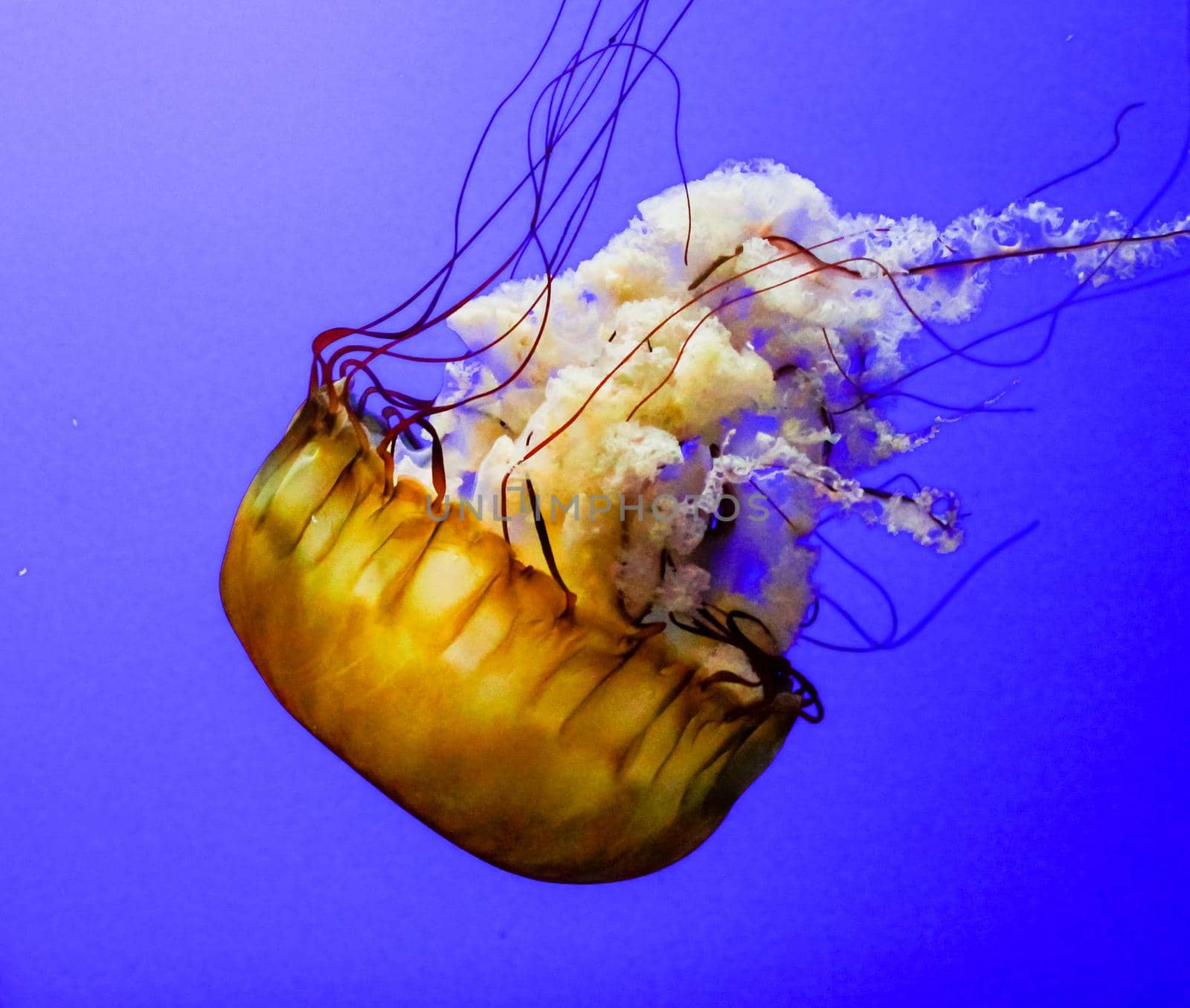 Jellyfish are marine invertebrates belonging to the Scyphozoan class, and in turn the phylum Cnidaria.