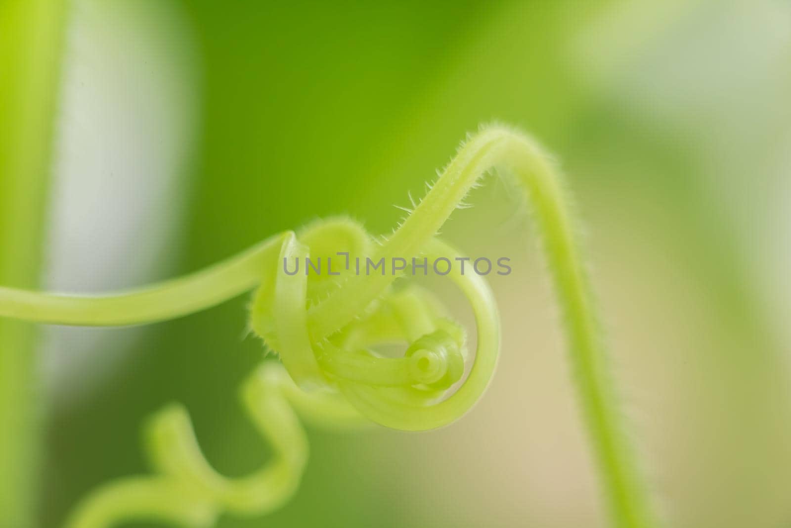 Green twisted stem of a cucumber, macro photo, shallow depth of field. Harvesting autumn vegetables. Healthy food concept, vegetarian diet of raw fresh food. Non-GMO organic food.