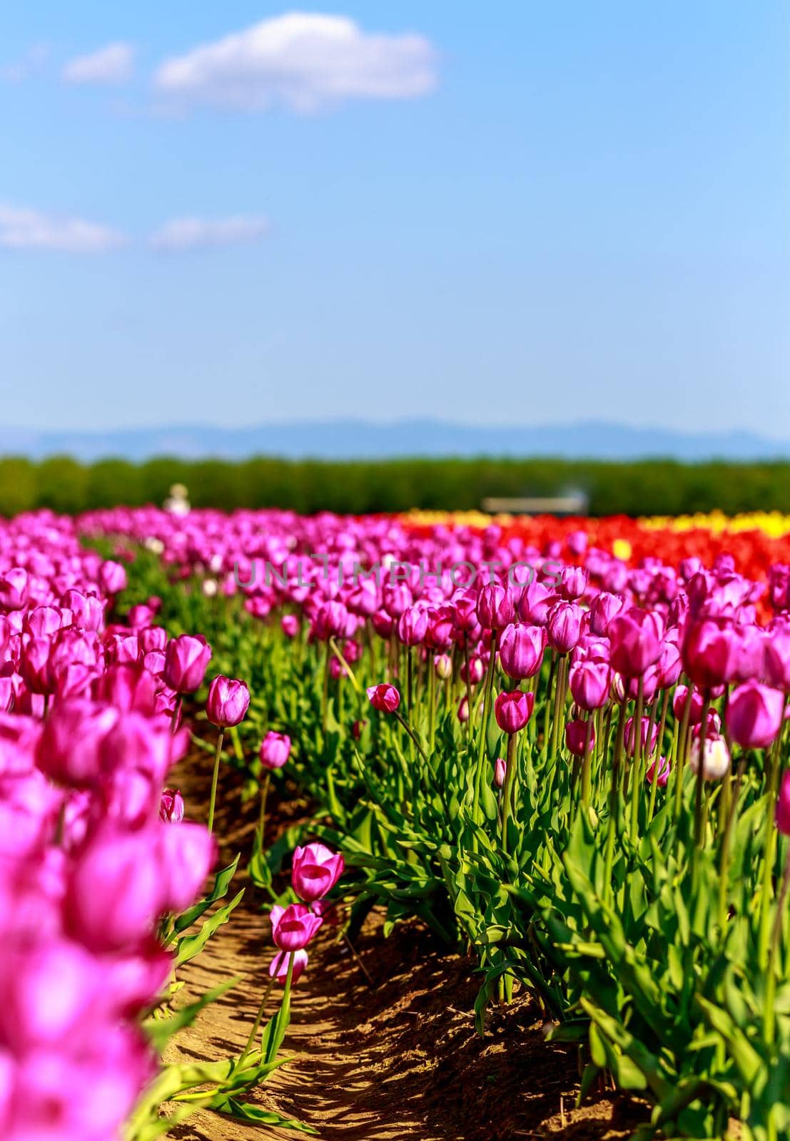 Beautiful tulips by gepeng