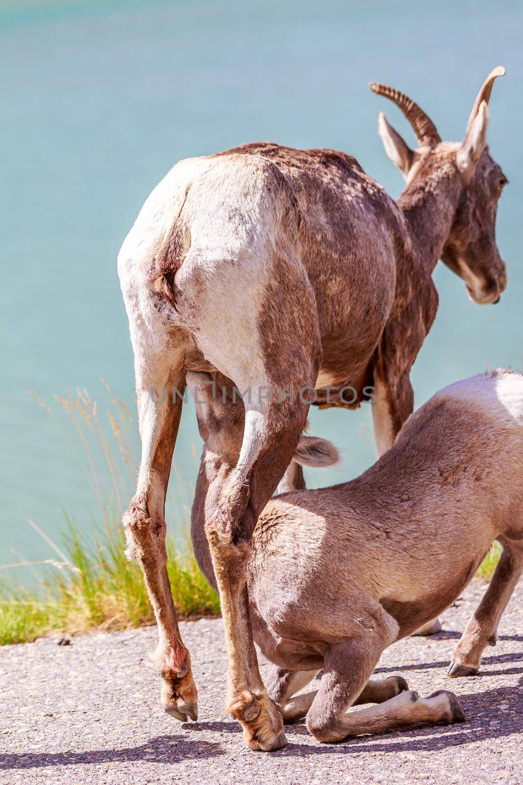 Mountain Goat in Jasper National Park, Alberta Canada