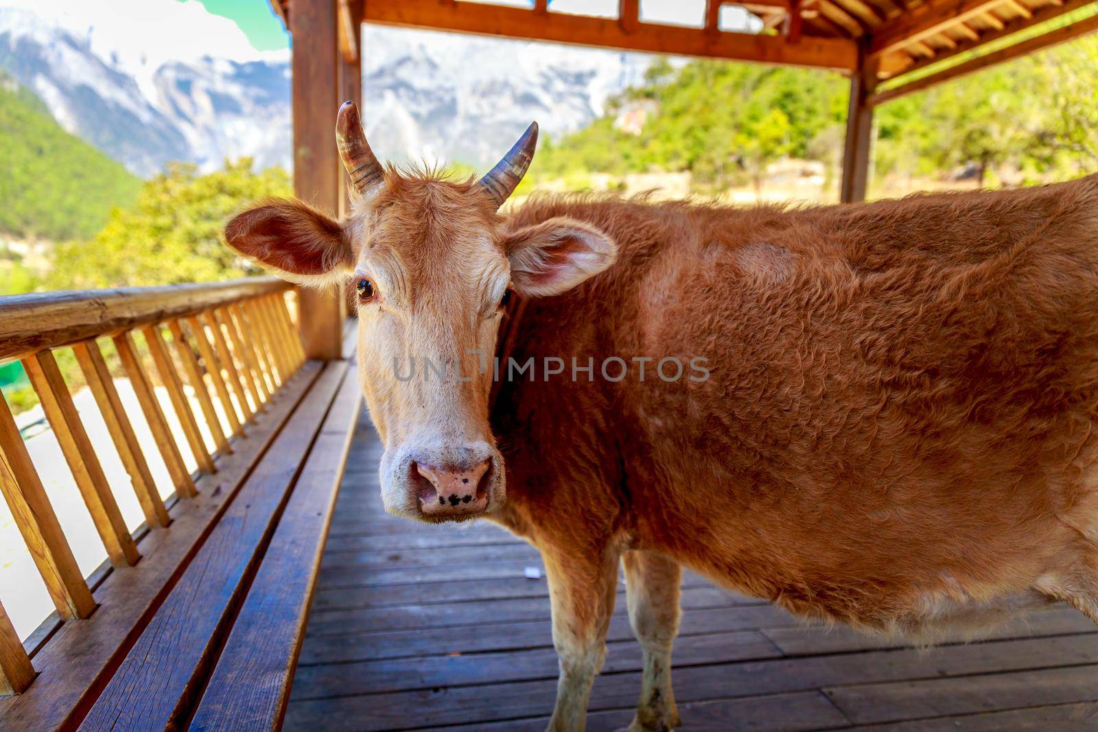 Farm cow rest under shaded arbor, Lijiang, Yunnan province