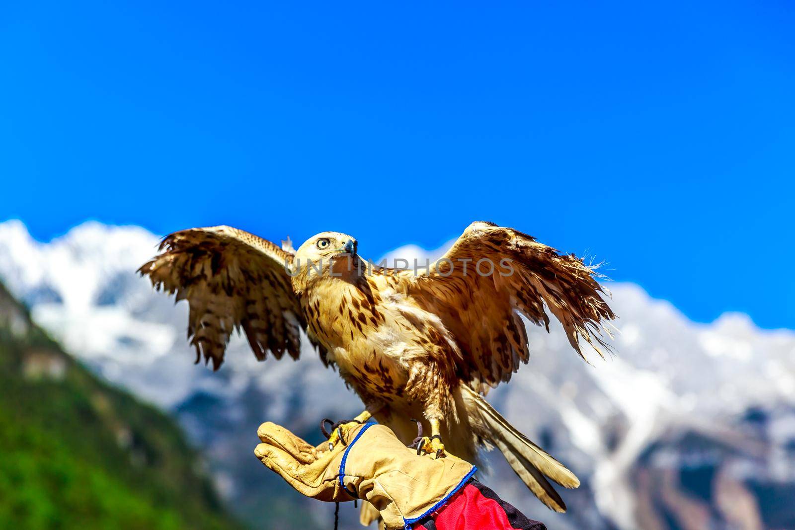 Trained falcon at Jade Dragon Snow Mountain, spreading out wings