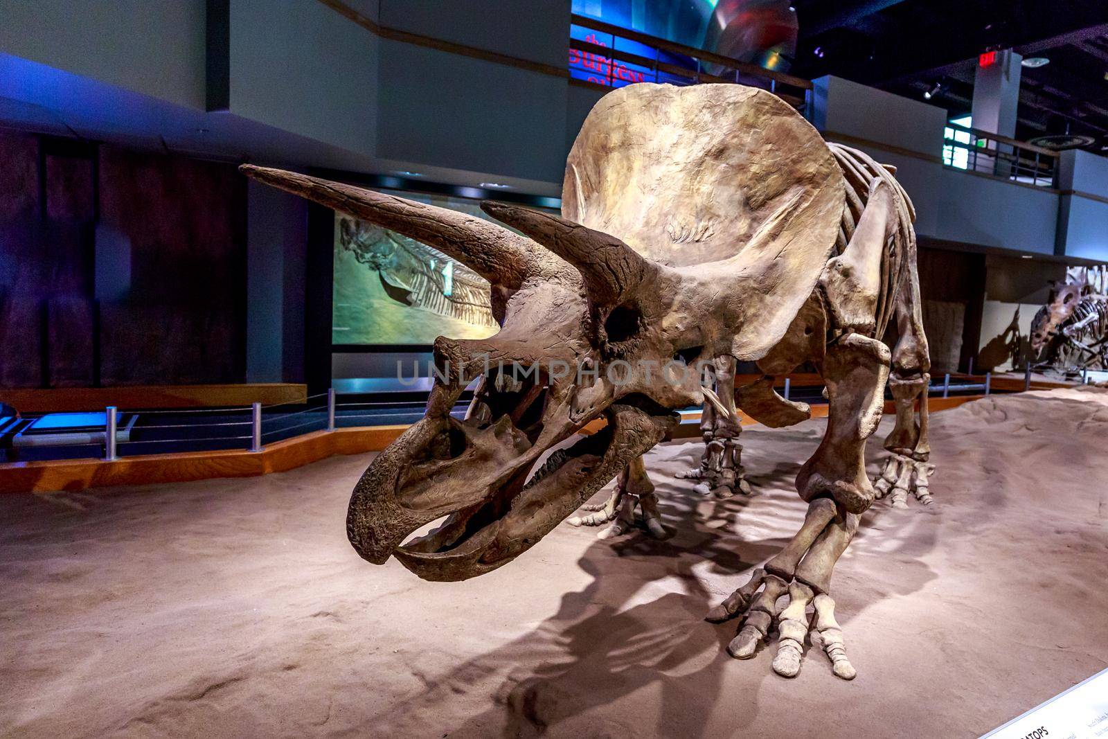 Drumheller, AB Canada - AUGUST 14, 2014: Triceratops fossil is on exhibition in Royal Tyrrell Museum of Palaeontology.