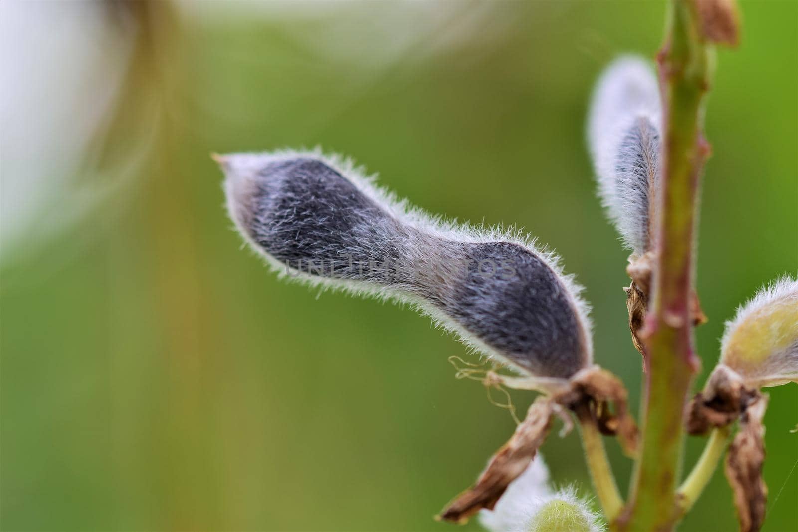 Close up of a black ripe lupine pod against a blurred green background by Luise123