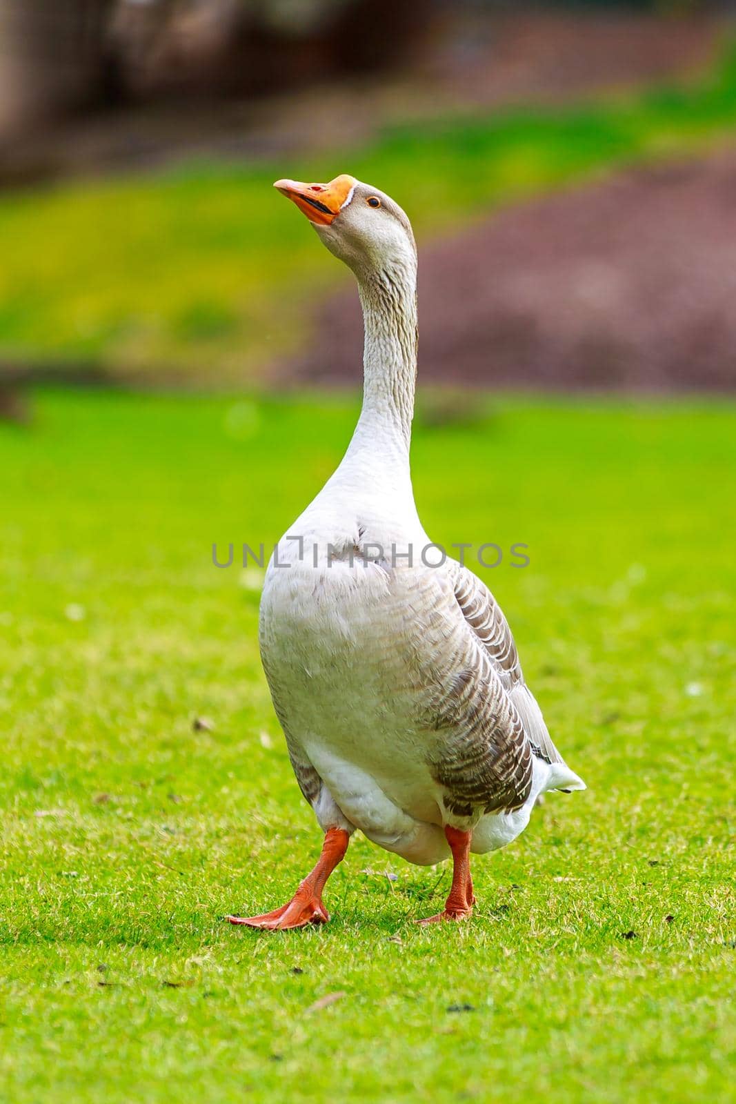 Emden goose by gepeng