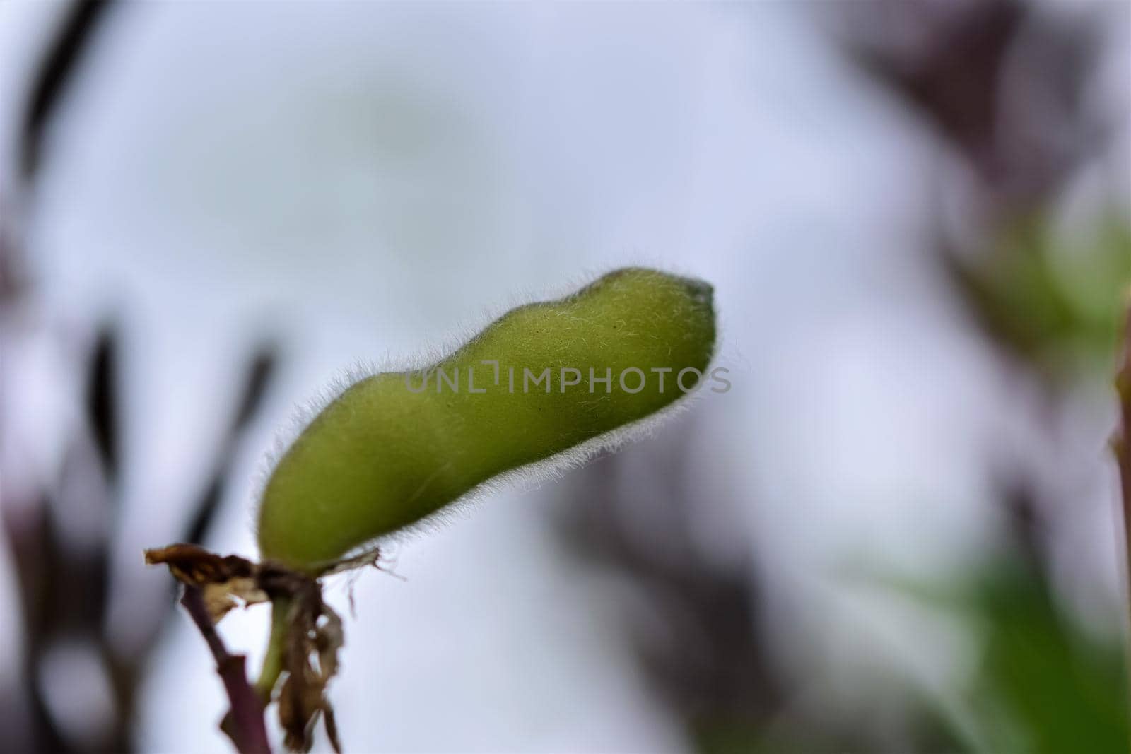 Closeup of a green wet ripe lupine pod in the rain against a blurred background