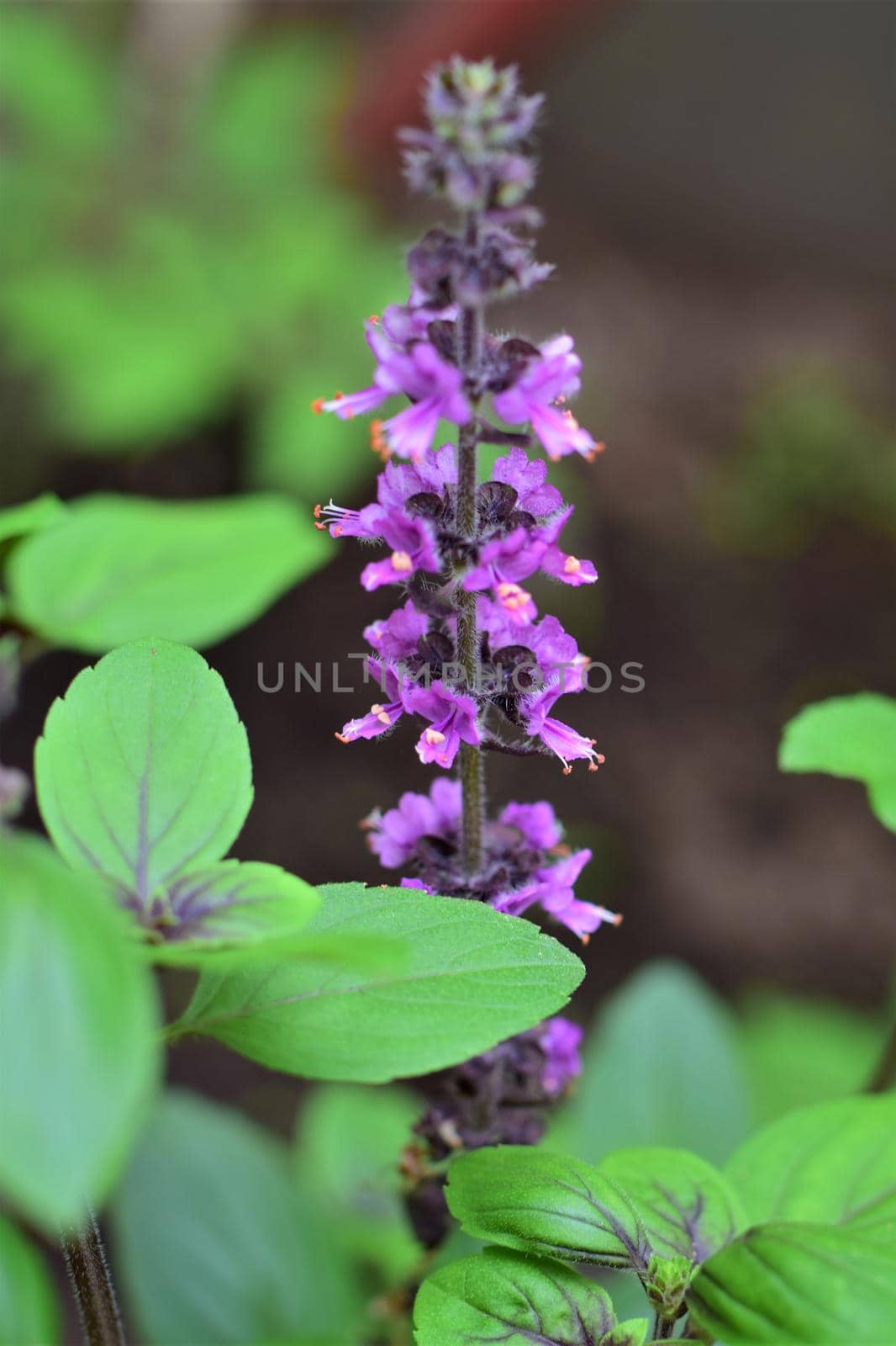 Close-up of a flowering shrub basil against a blurred background
