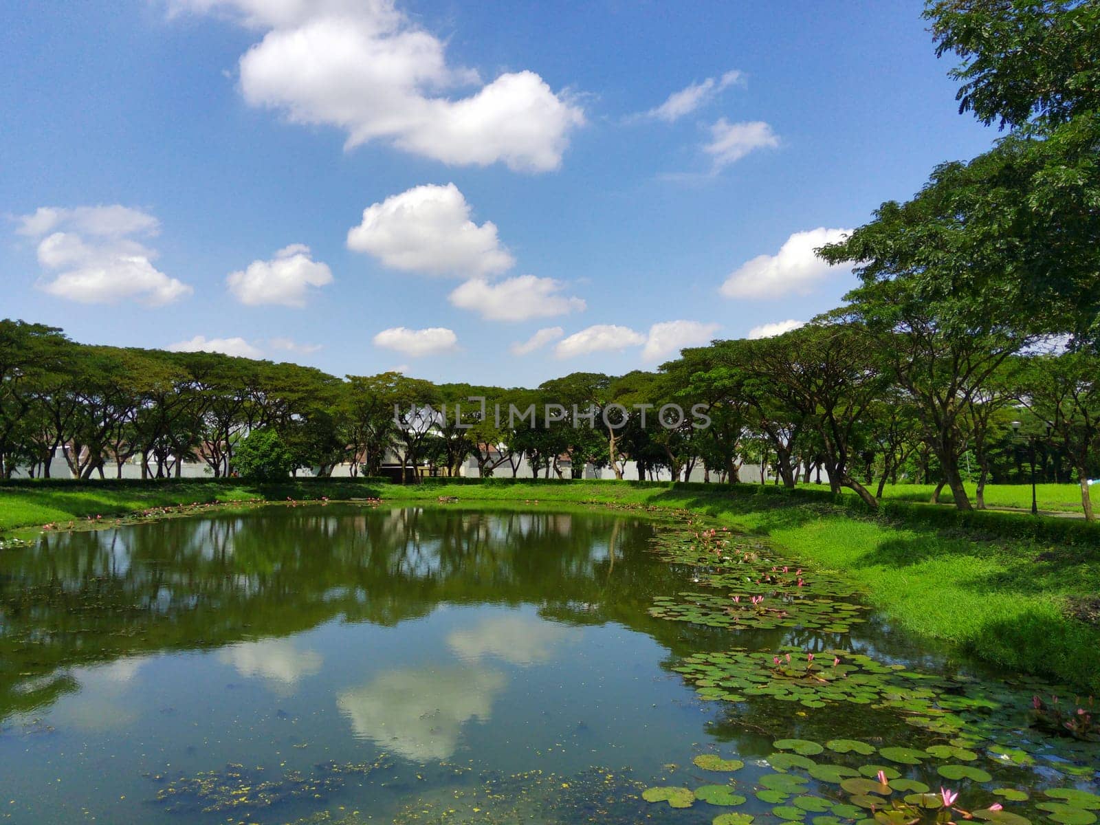 Nymphaea or water lilly on the lake against the trees in Surabaya, Indonesia. Nature Photography. Landscape. Copy space.