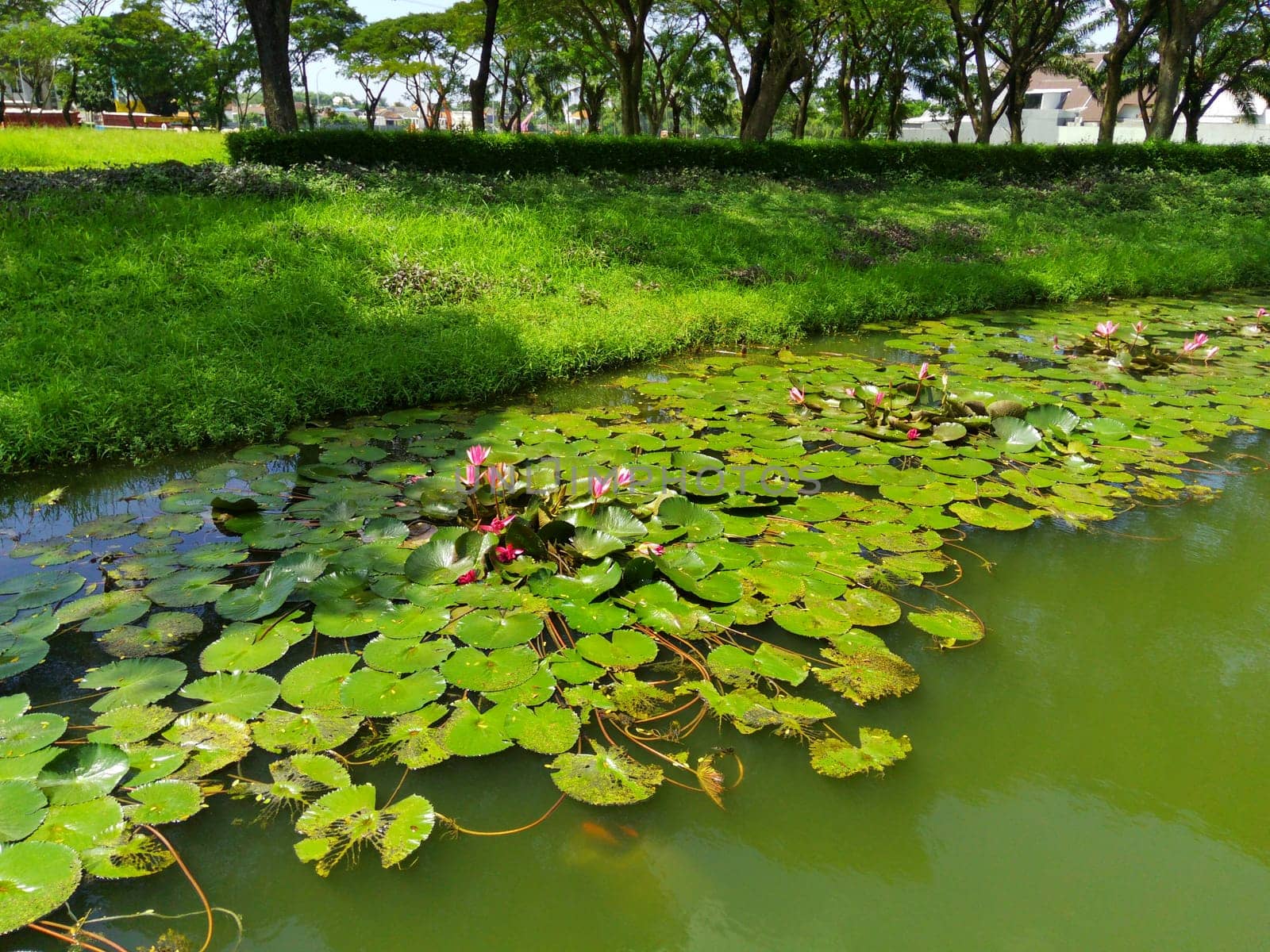 Nymphaea or water lilly on the lake against the trees in Surabaya, Indonesia. Nature Photography. Landscape. Copy space.