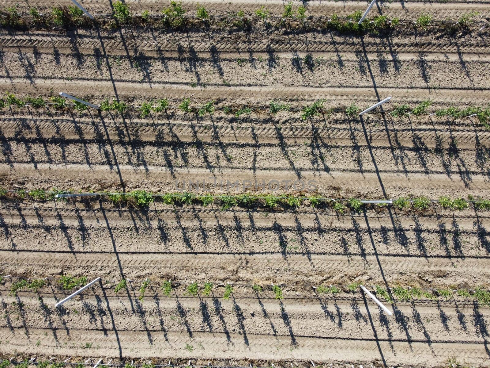 aerial view over agricultural fruits gardens. a look at the plantation. ideally even rows of young and well-groomed trees. geometry of modern farmers. organic farm. Green garden plantation.