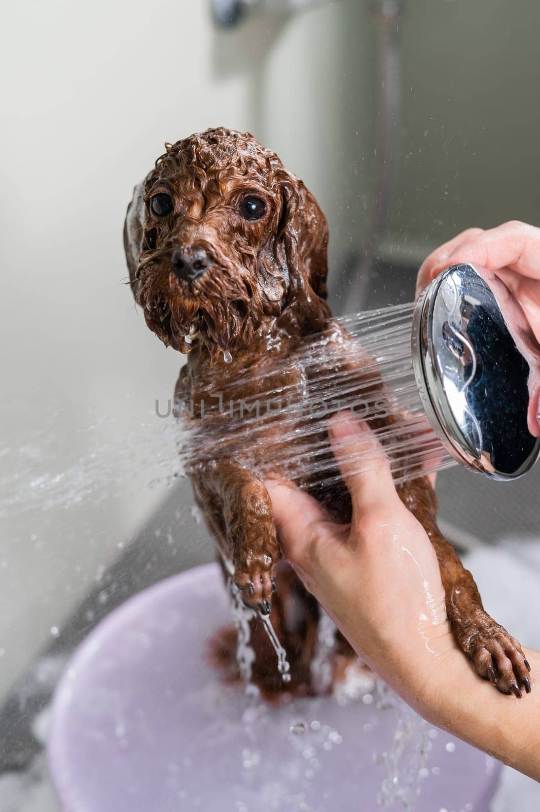 Woman washing brown mini toy poodle in grooming salon