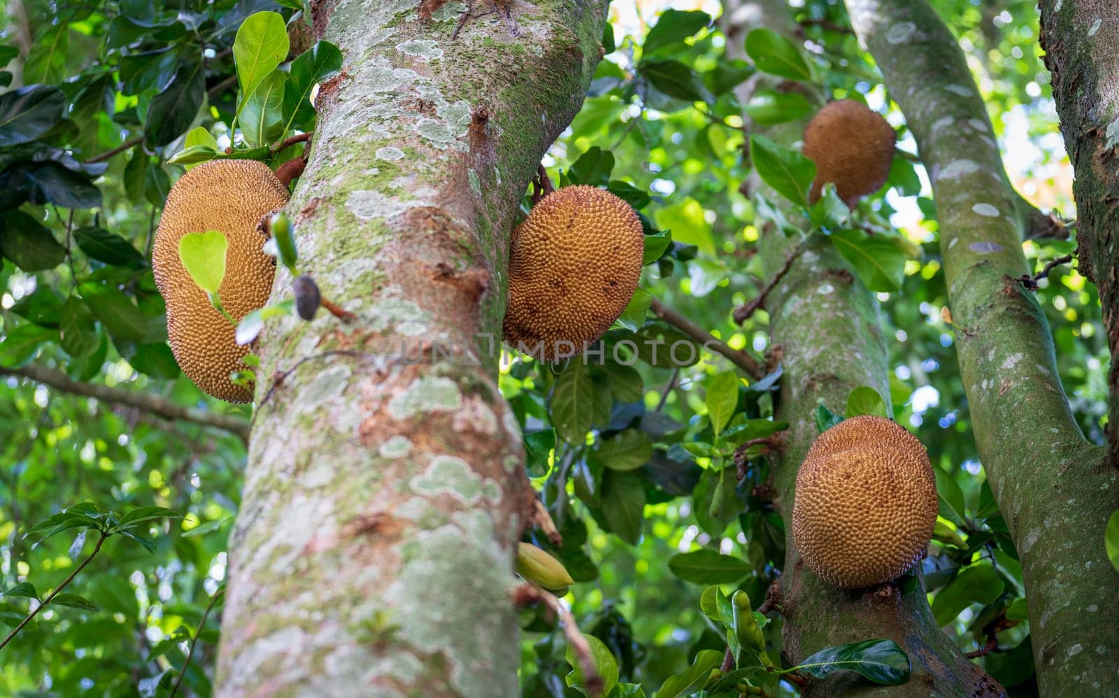 Exotic tropical fruit tree with large jackfruits hanging from the branches and trunk.