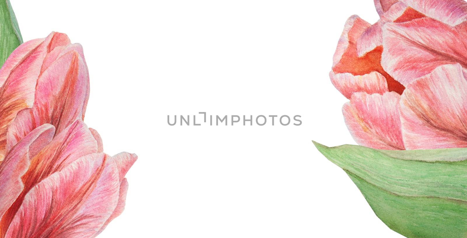 Pink tulips painted in watercolor, realistic botanical hand drawn illustration isolated on white background for design, wedding print products, paper, invitations, cards, fabric, posters by florainlove_art