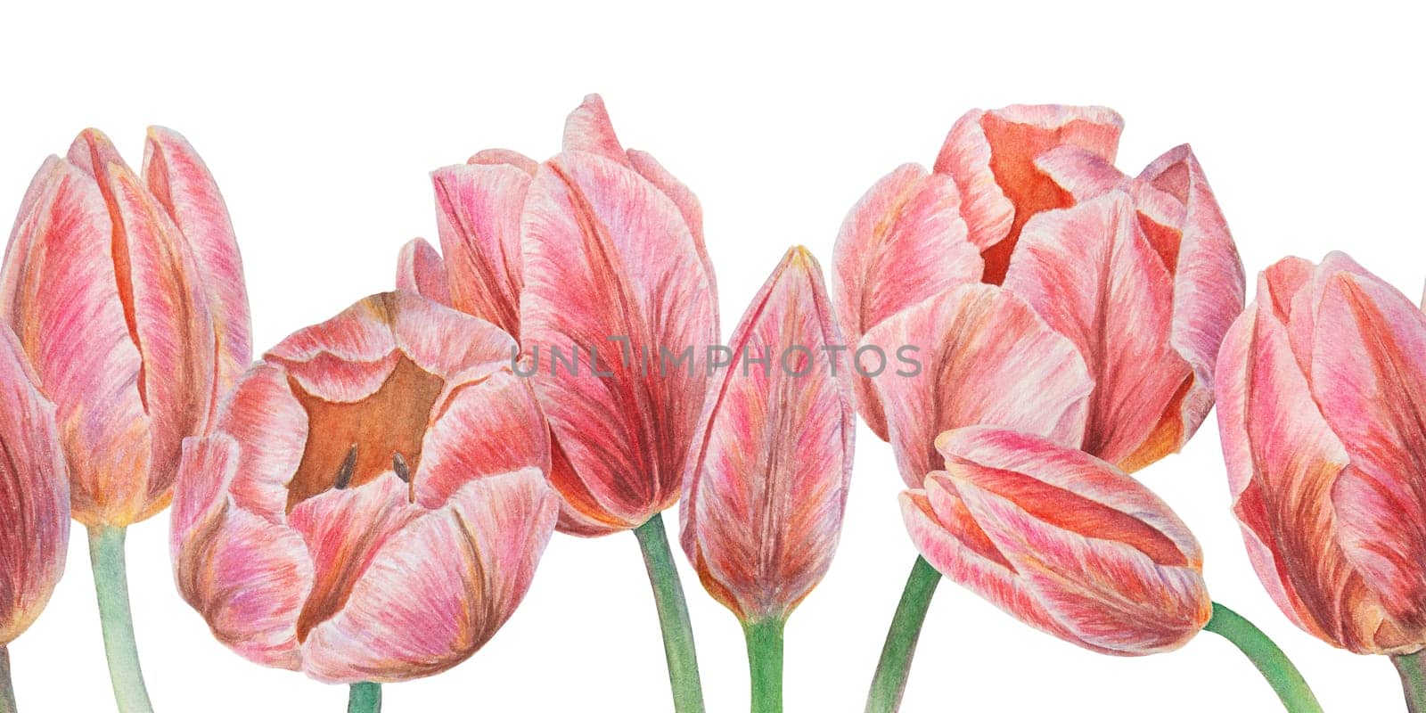 Pink tulips seamless border painted in watercolor, realistic botanical hand drawn illustration isolated on white background for design, wedding print products, paper, invitations, cards, fabric by florainlove_art