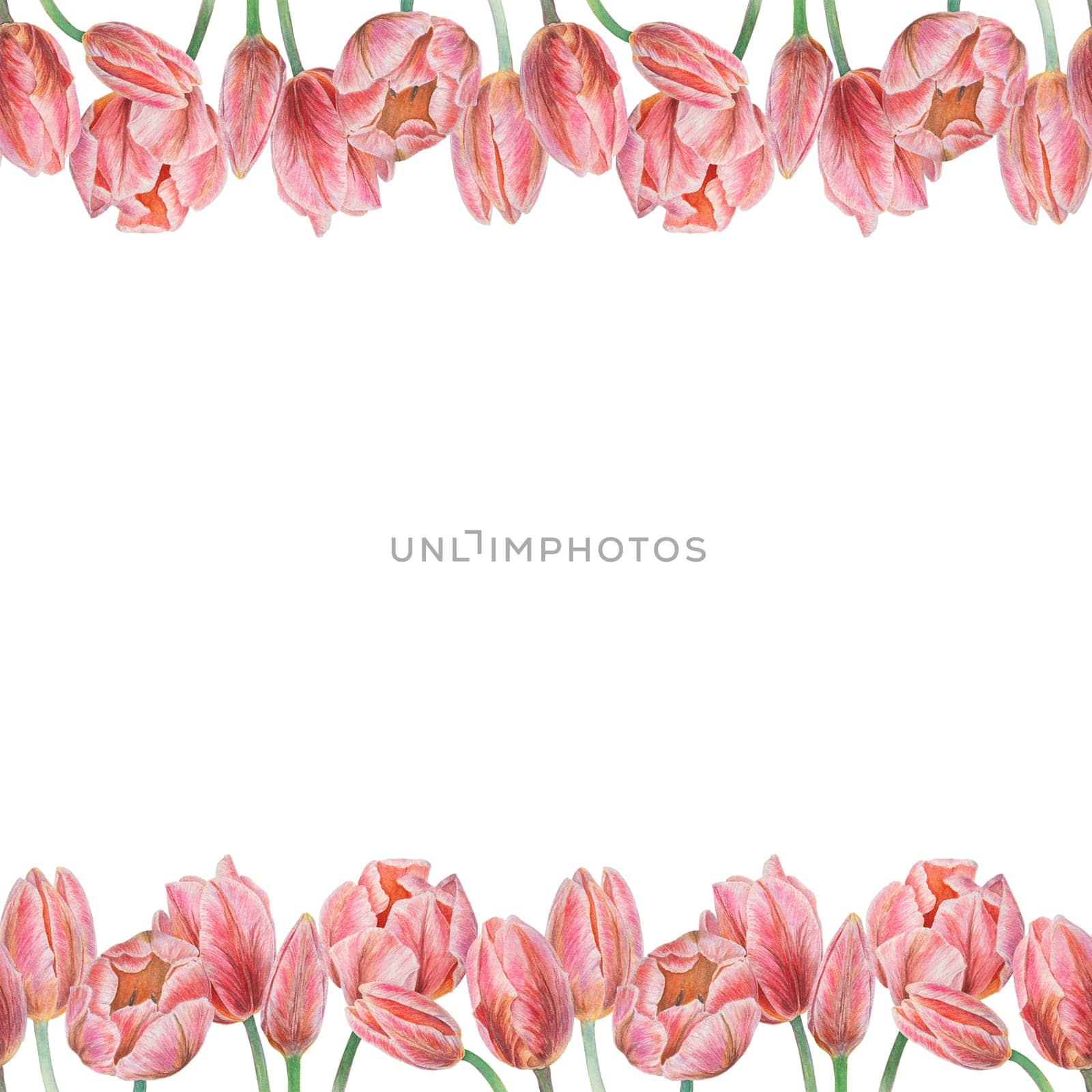 Pink tulips seamless border painted in watercolor, realistic botanical hand drawn illustration isolated on white background for design, wedding print products, paper, invitations, cards, fabric by florainlove_art