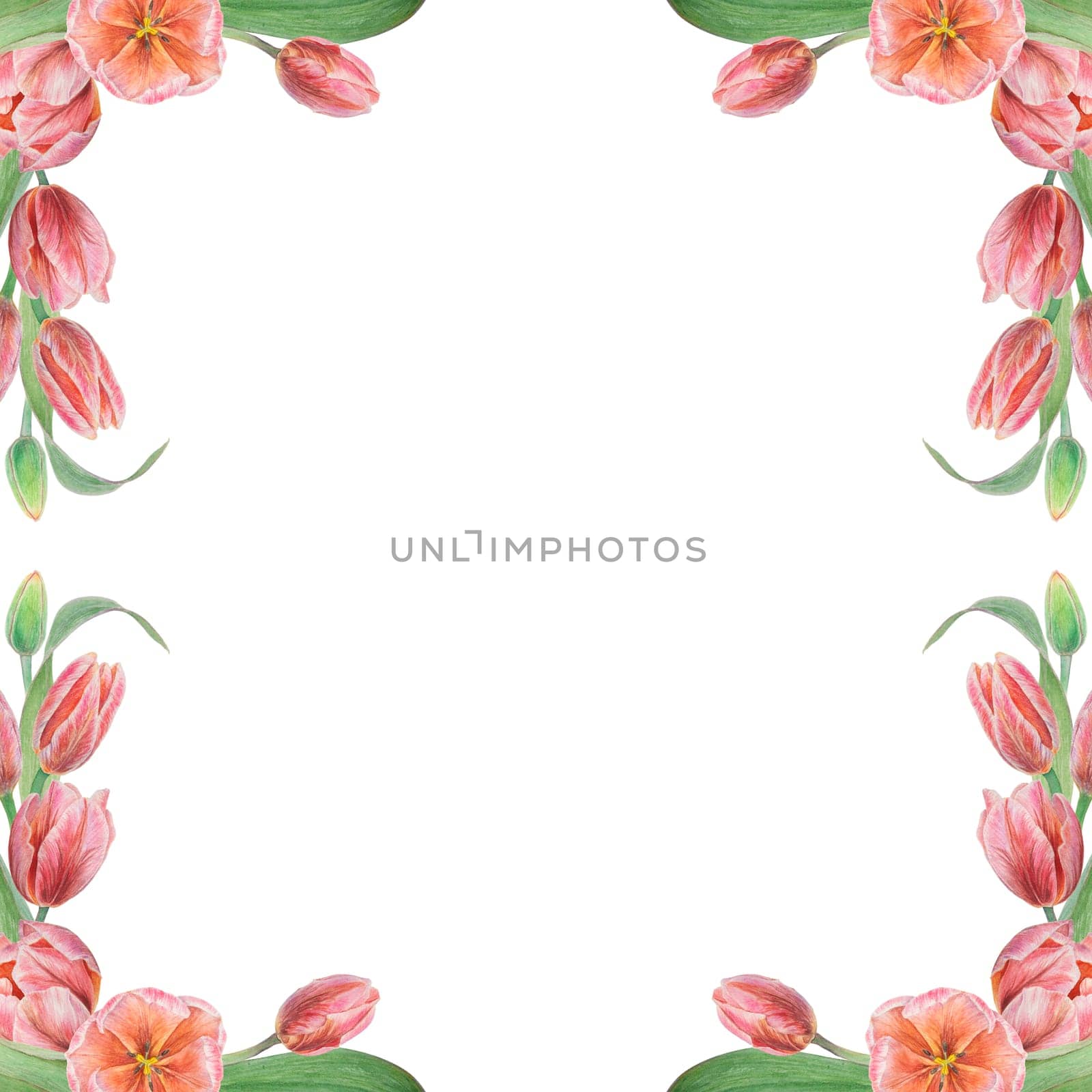 Pink tulips frame painted in watercolor, realistic botanical hand drawn illustration isolated on white background for design, wedding print products, paper, invitations, cards, fabric, posters, card for Mother's day, March 8, Easter, festivals