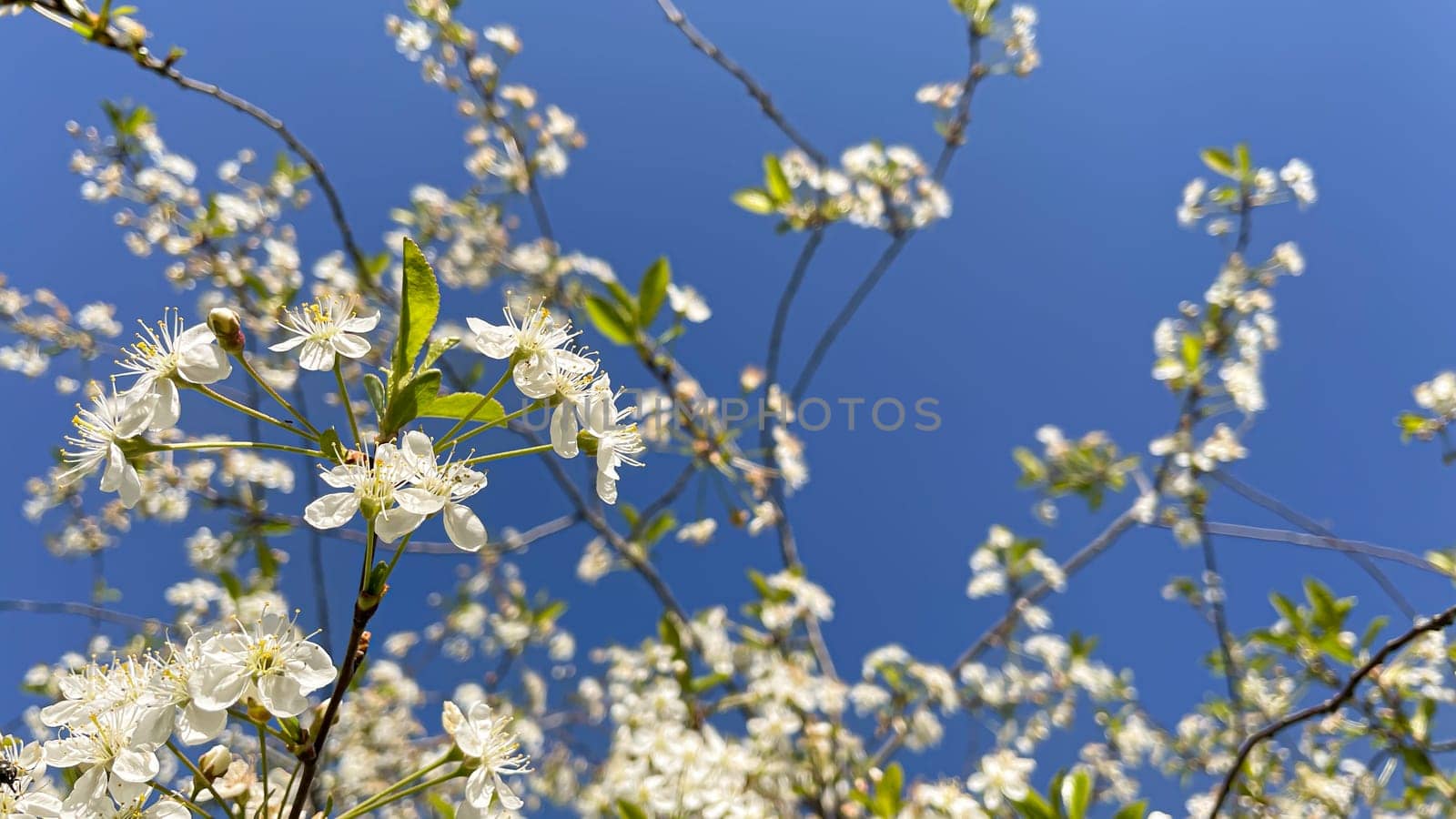 beautiful cherry blossoms on a blue sky background.