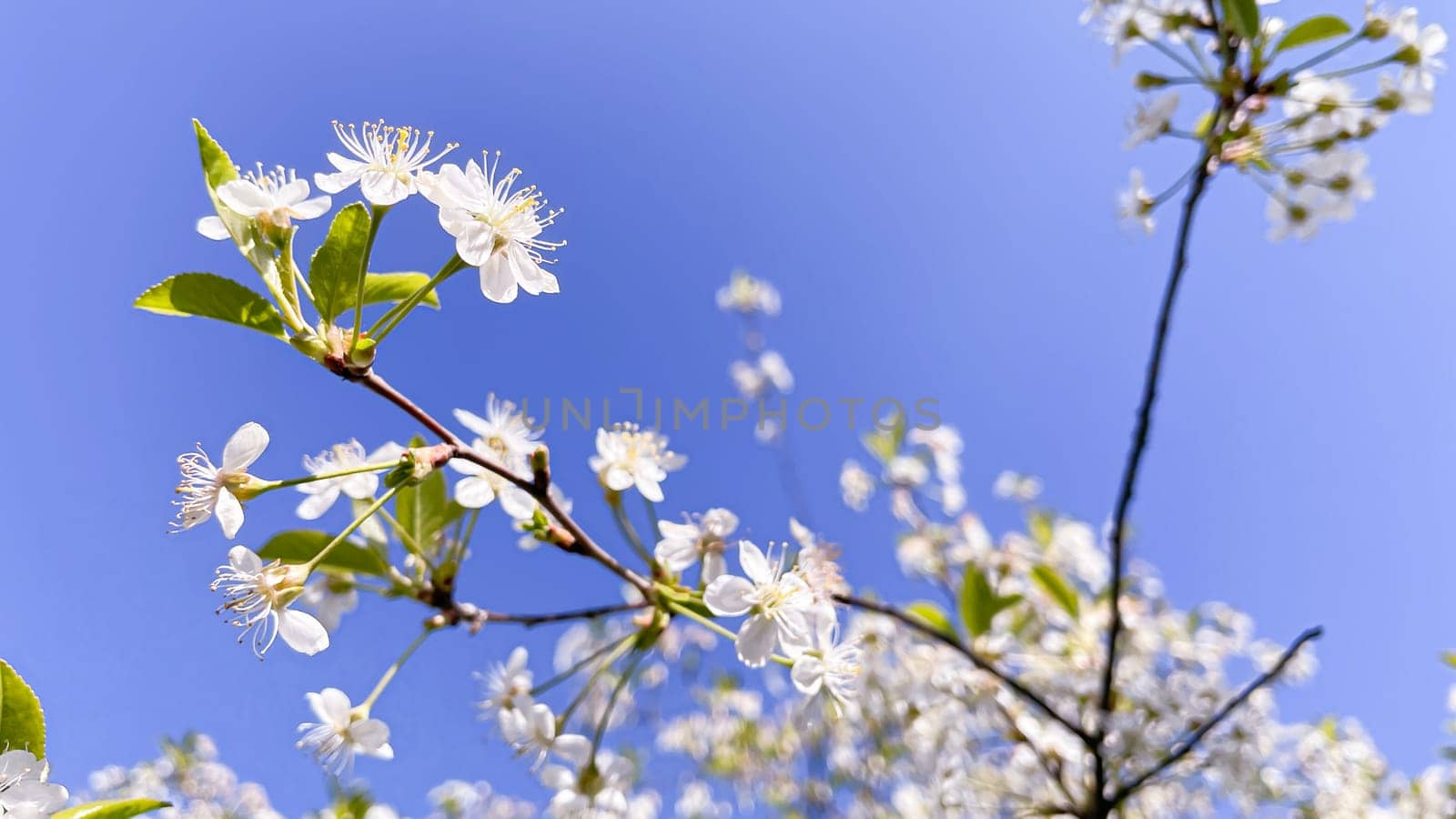 beautiful cherry blossoms on a blue sky background.