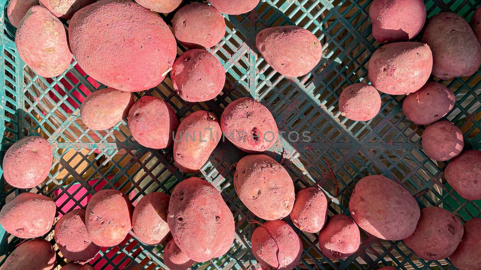 potato seeds treated with colorado potato beetle medicine.
