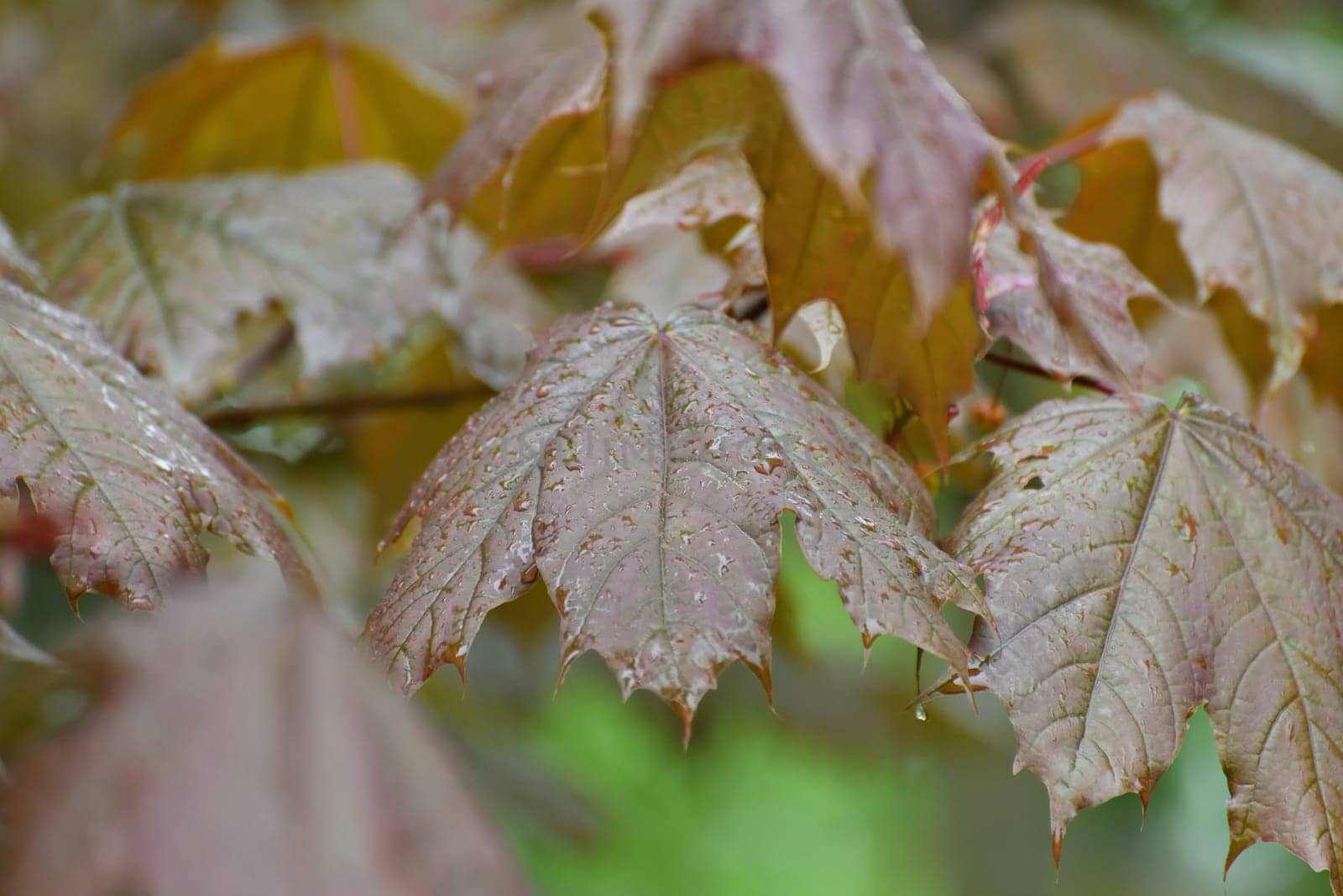 Large red maple leaves in a raindrops