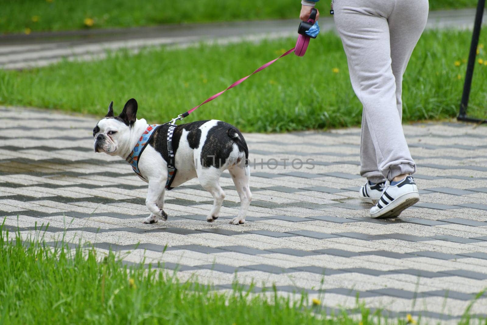 Moscow, Russia - 13 May. 2022. Pedigree french mini bulldog walking with an owner