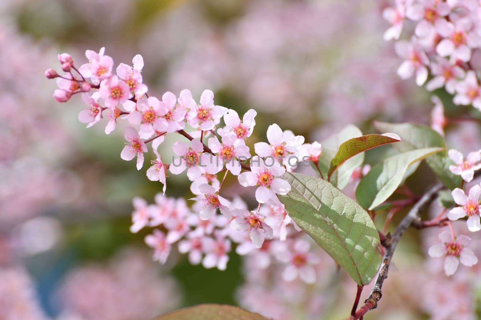 Beautiful Pink blooming bird cherry in an early spring