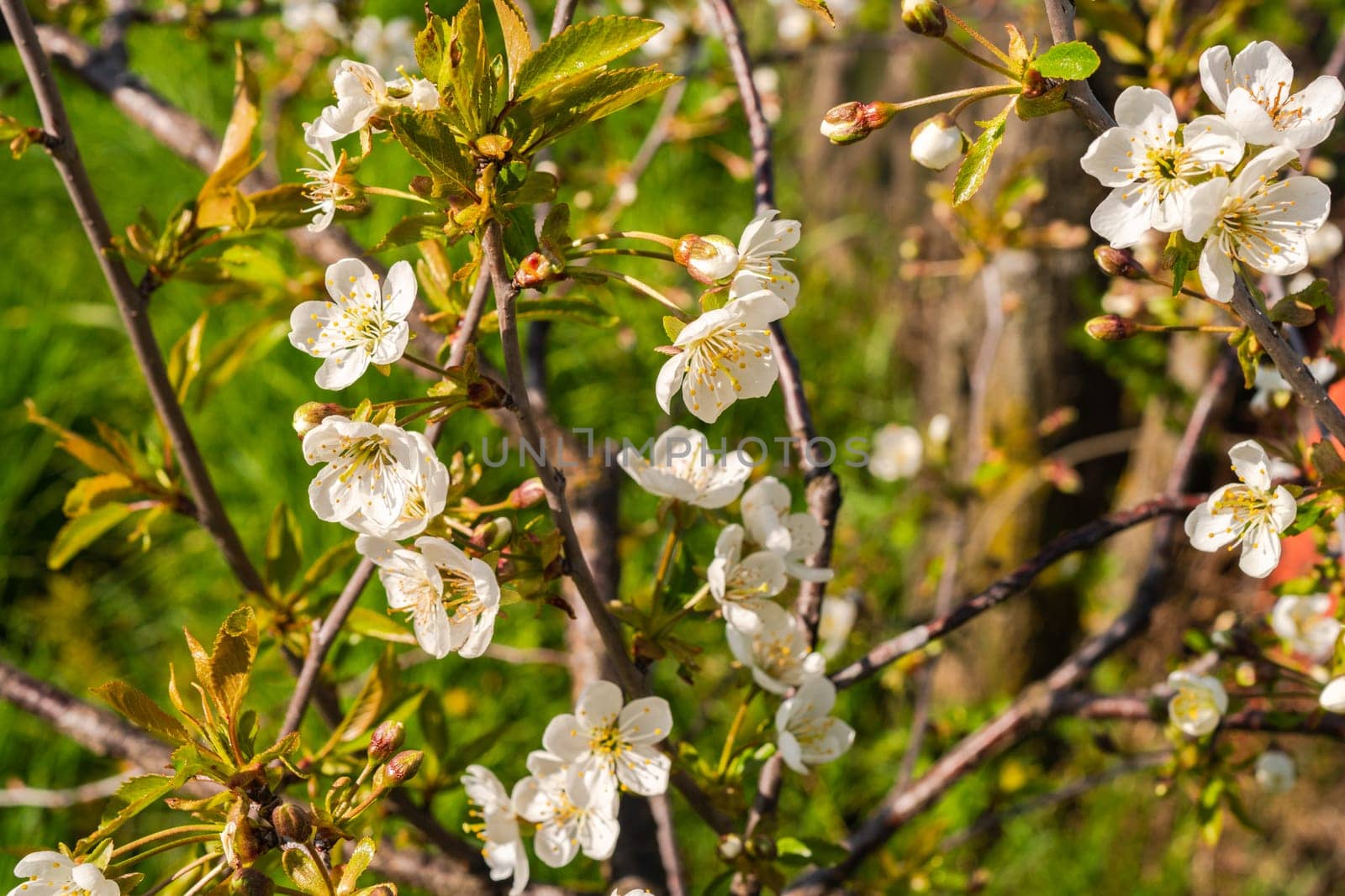 Blooming cherry branch in defocus