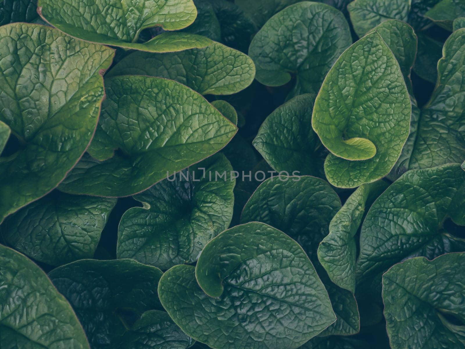 Floral decor for presentation of natural cosmetics or wallpaper desktop. Dark green leaves in the morning after rain. Abstract nature leaf texture background. Dark art moody floral. Vintage tone